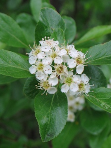 Crataegus spp.